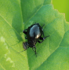 Euryopicoris nitidus