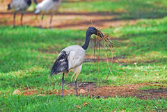 Threskiornis aethiopicus