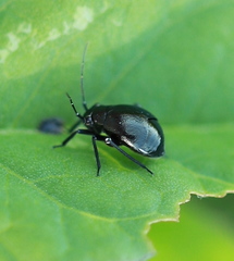 Euryopicoris nitidus