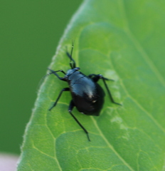 Euryopicoris nitidus