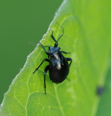 Euryopicoris nitidus