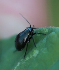 Euryopicoris nitidus