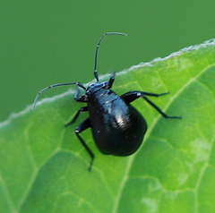 Euryopicoris nitidus