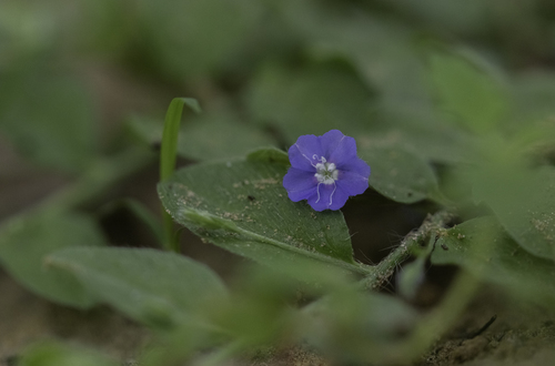 tropical speedwell