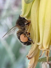 Apis mellifera