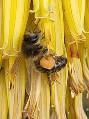 Apis mellifera