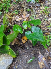 Asarum albomaculatum