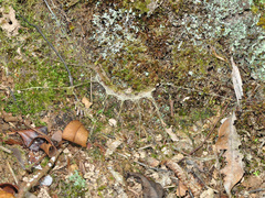 Liphistius malayanus