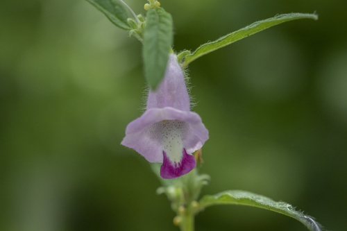 Sesamum indicum malabaricum