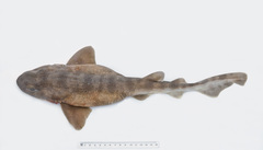 Saddled Swellshark photo 5