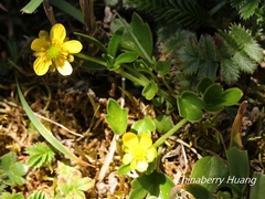 Ranunculus junipericola
