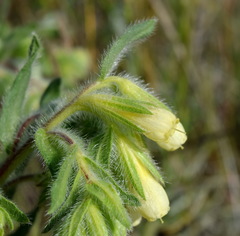 Onosma visianii