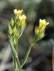 Linum corymbulosum