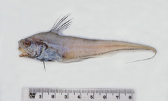 Lucigadus microlepis