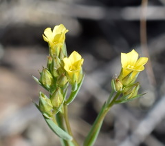 Linum corymbulosum
