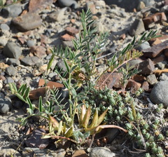 Astragalus oxyglottis