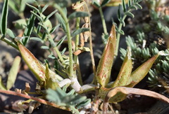 Astragalus oxyglottis