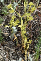 Valerianella muricata