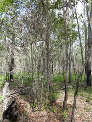 Cyclophyllum coprosmoides coprosmoides