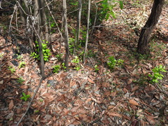 Cyclophyllum coprosmoides coprosmoides
