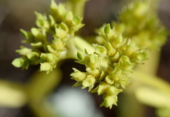 Valerianella muricata