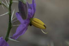 Solanum virginianum