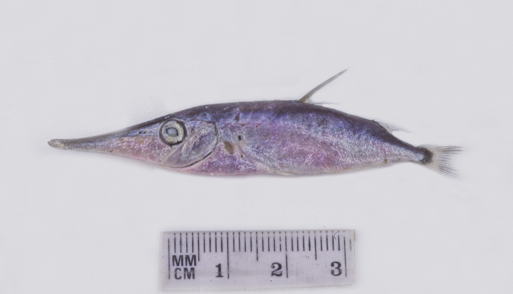 Slender Snipefish