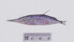 Macroramphosus gracilis