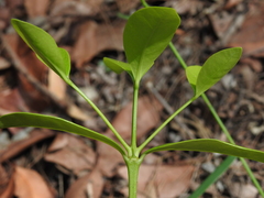 Cyclophyllum coprosmoides coprosmoides