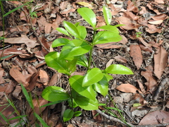 Cyclophyllum coprosmoides coprosmoides