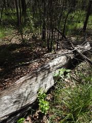 Cyclophyllum coprosmoides coprosmoides