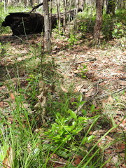 Cyclophyllum coprosmoides coprosmoides