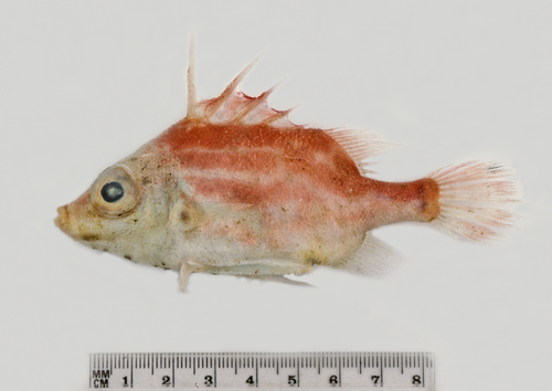 Paratriacanthodes
