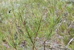 Tamarix tetrandra
