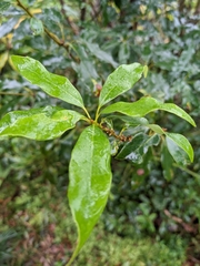Quercus longinux