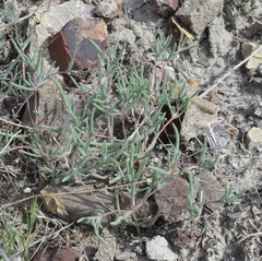 Petrosimonia brachiata