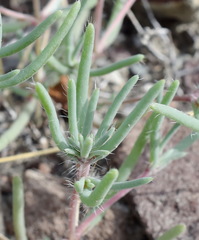 Petrosimonia brachiata