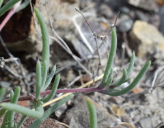 Petrosimonia brachiata