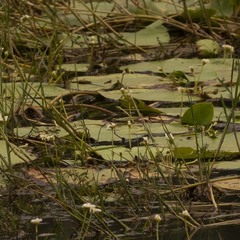 Nymphoides indica