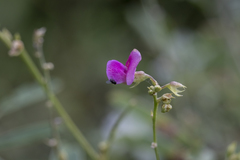 Tephrosia uniflora