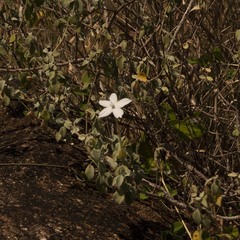 Barleria longiflora