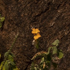 Crossandra infundibuliformis