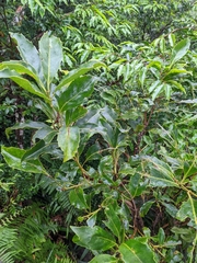 Helicia rengetiensis