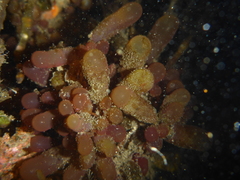 Botryocladia pseudodichotoma