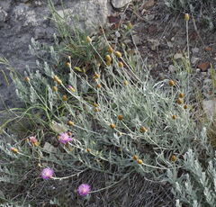 Psephellus trinervius