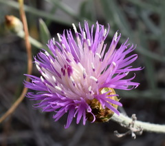 Psephellus trinervius