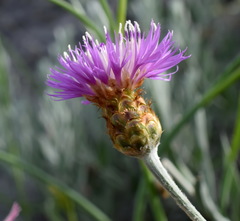 Psephellus trinervius