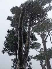 Lithocarpus dodonaeifolius