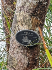 Lithocarpus dodonaeifolius