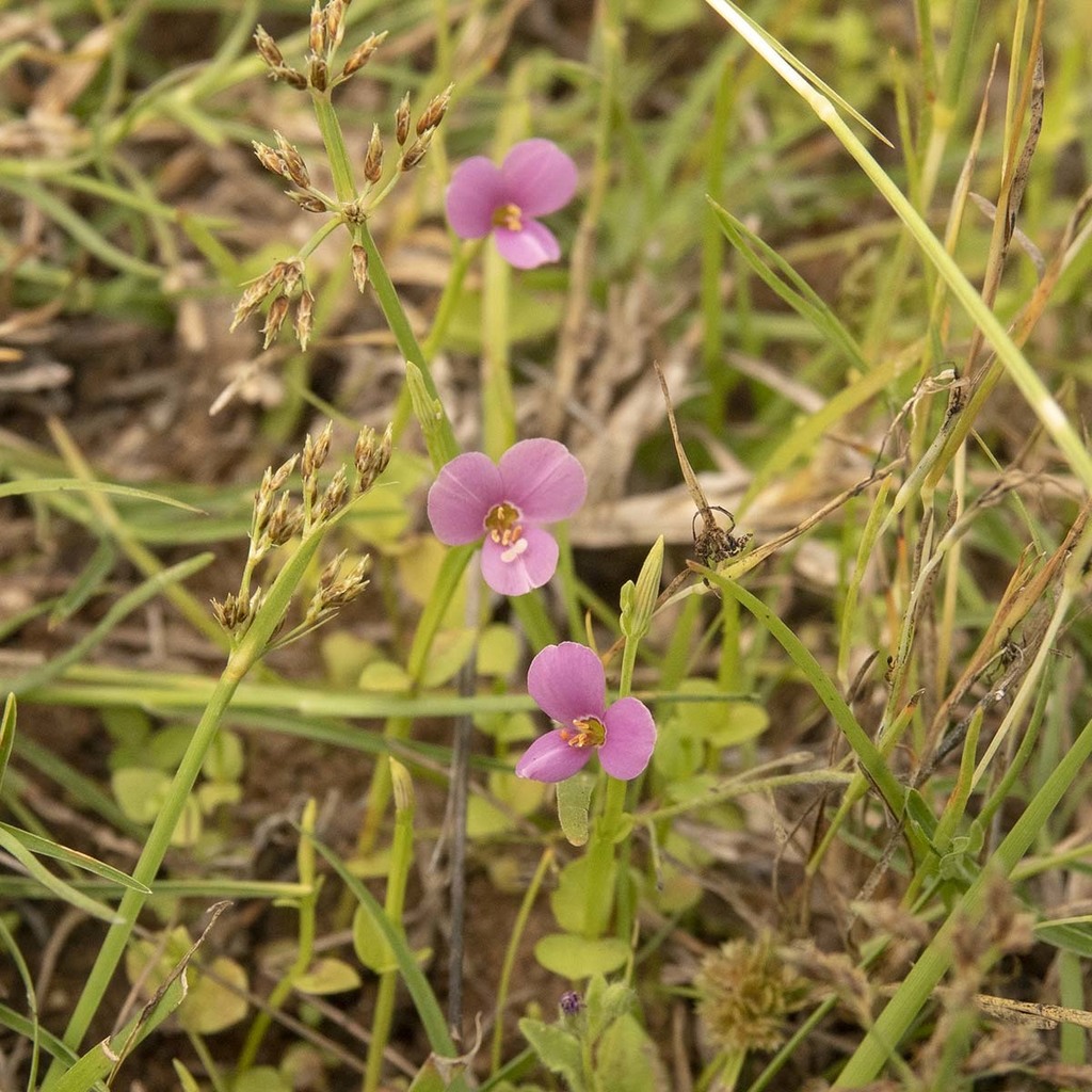 Canscora heteroclita